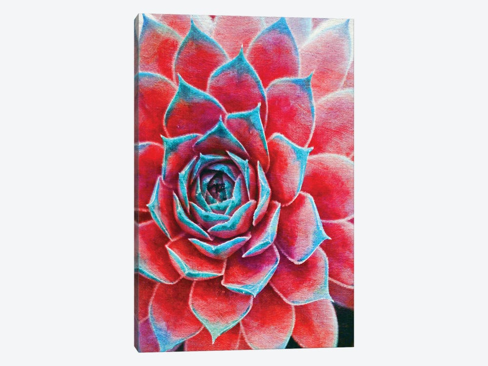 Succulents by Claudia Drossert 1-piece Canvas Artwork