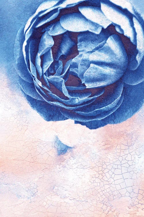 Blue Rose