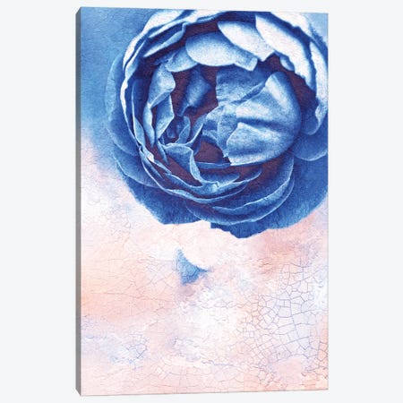 Blue Rose Canvas Print #CDR209} by Claudia Drossert Canvas Print