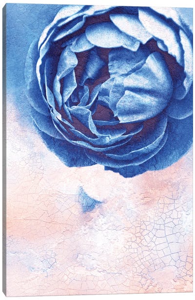 Blue Rose Canvas Art Print - Claudia Drossert