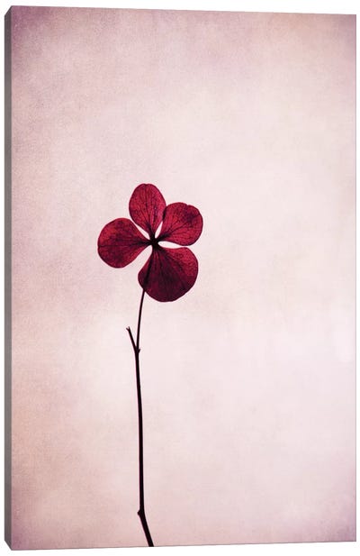 Hortensie Canvas Art Print - Minimalist Photography