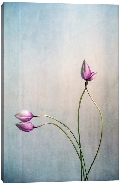 Liebe Canvas Art Print - Tulip Art