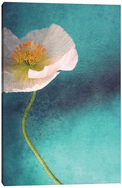 Mohn Bleu Canvas Art Print - Fun Florals