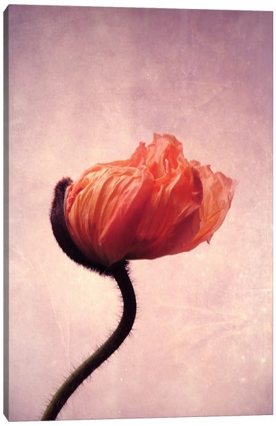 Mohn Flamme II Canvas Art Print - Floral Close-Up Art