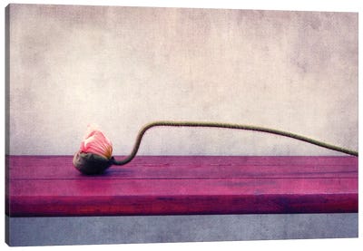 Poppy Still Life Canvas Art Print - Claudia Drossert