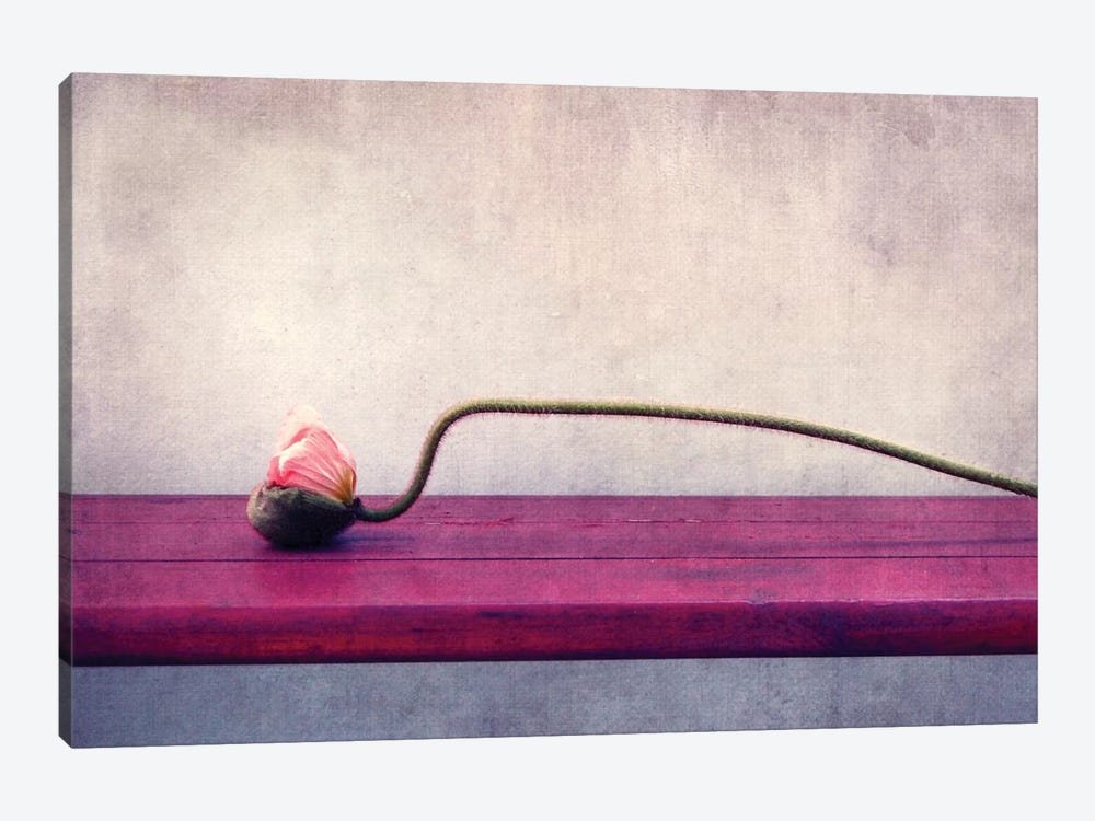 Poppy Still Life by Claudia Drossert 1-piece Canvas Wall Art