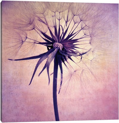 Puste Blume II Canvas Art Print - Rose Quartz & Serenity