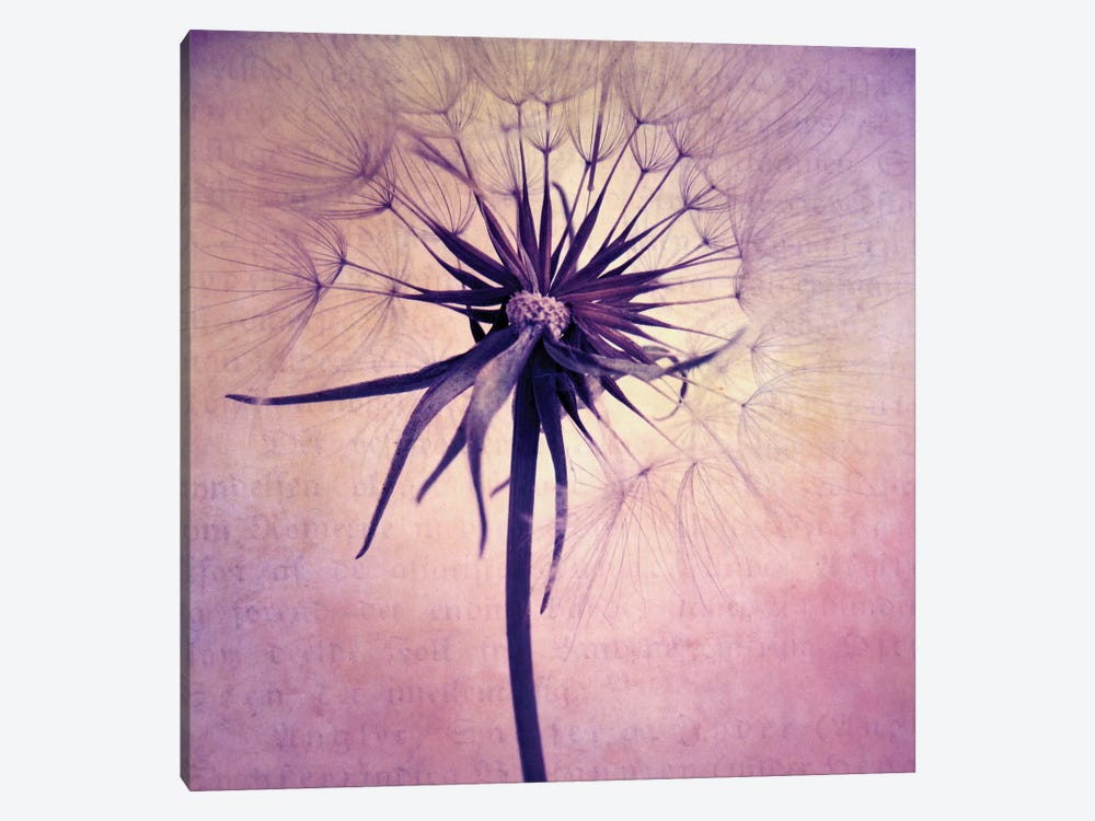 Puste Blume II by Claudia Drossert 1-piece Canvas Print
