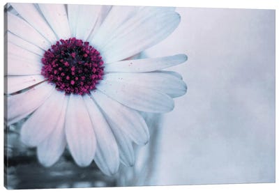 Sain Canvas Art Print - Floral Close-Up Art