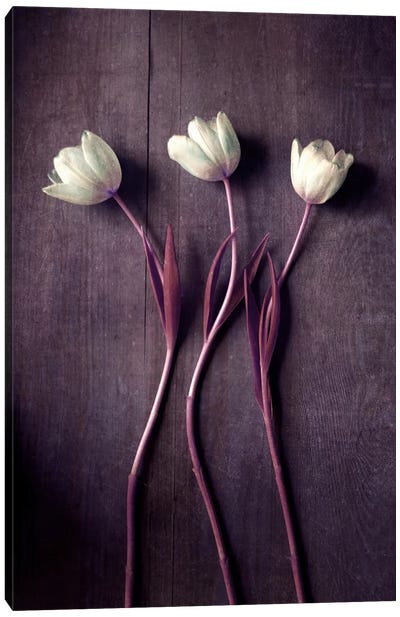 Tulip Dance Canvas Art Print - Claudia Drossert