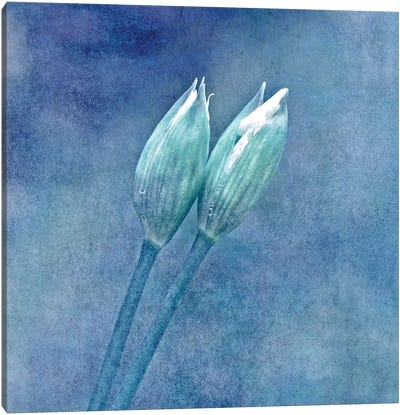 Wild Garlic Canvas Art Print - Floral Close-Up Art