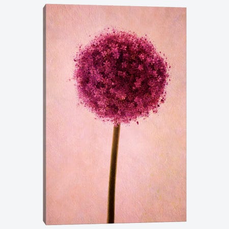 Allium Canvas Print #CDR80} by Claudia Drossert Canvas Art