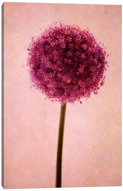 Allium Canvas Art Print