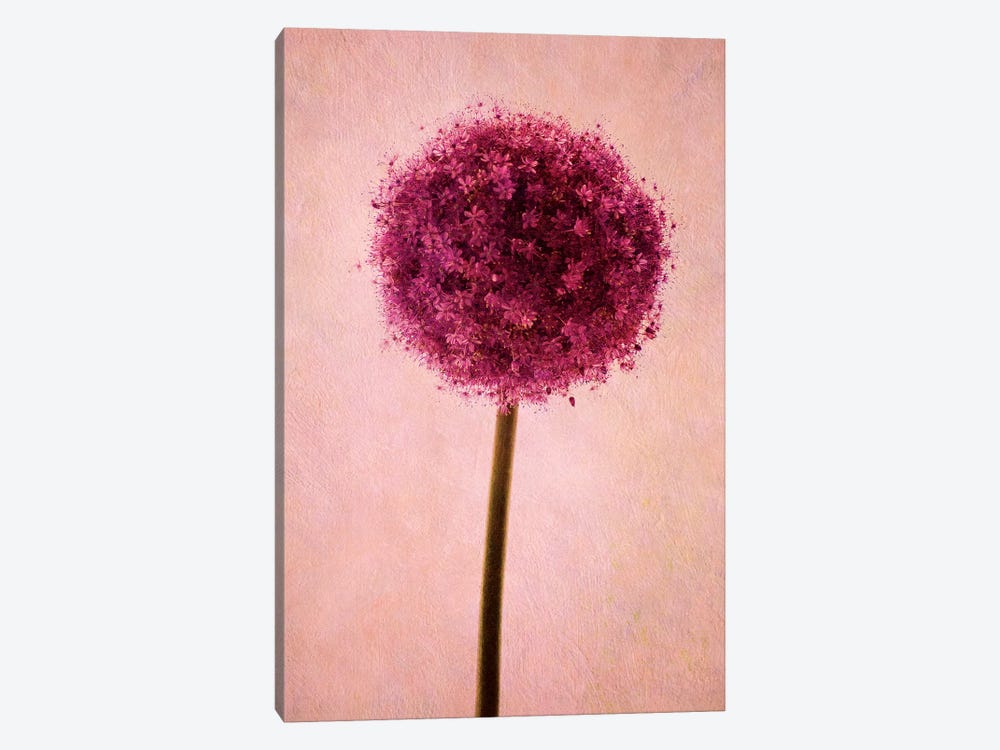 Allium by Claudia Drossert 1-piece Canvas Print
