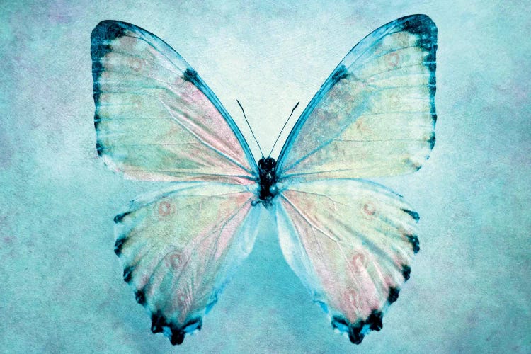 Blue Butterfly by Claudia Drossert wall art
