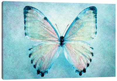 Blue Butterfly Canvas Art Print - Macro Photography