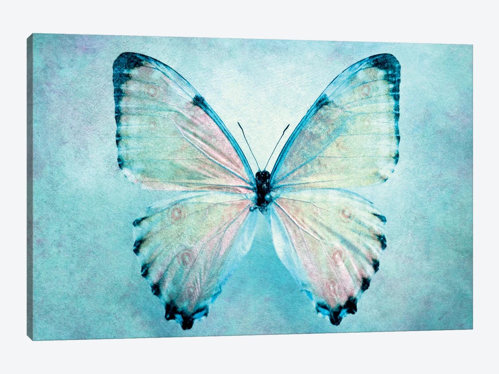 Blue Butterfly by Claudia Drossert 1-piece Canvas Art