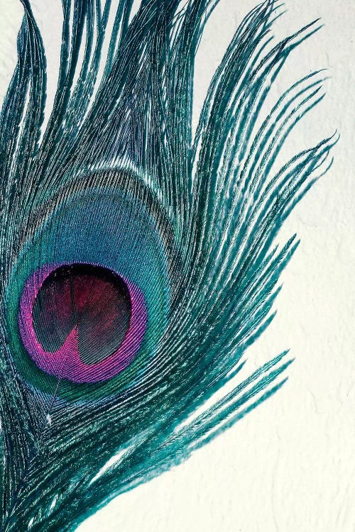Feather by Claudia Drossert wall art