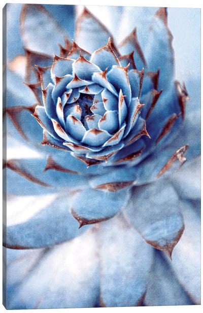 Miracle Canvas Art Print - Floral Close-Up Art