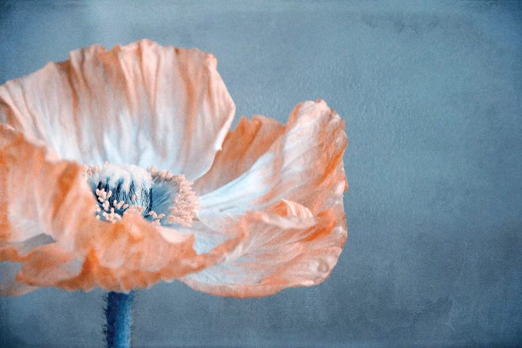 Poppy I by Claudia Drossert wall art