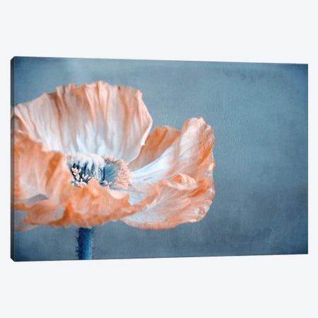 Poppy I Canvas Print #CDR93} by Claudia Drossert Canvas Print