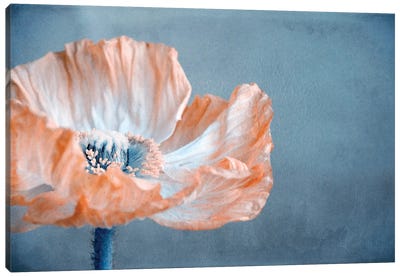 Poppy I Canvas Art Print - Claudia Drossert
