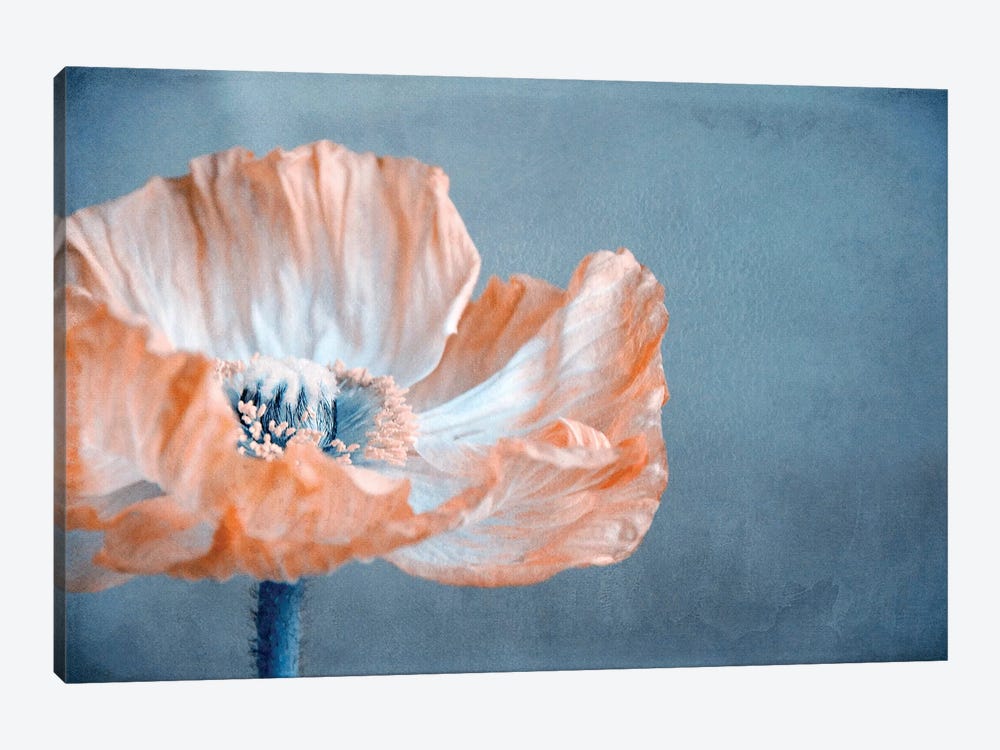 Poppy I by Claudia Drossert 1-piece Canvas Print