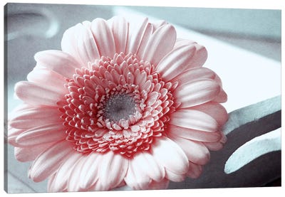 Rose Canvas Art Print - Nature Close-Up Art