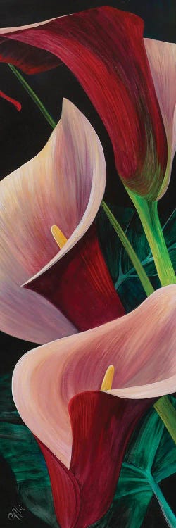 Calla Lilies