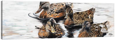 Ducks Canvas Art Print - Cecile Albi