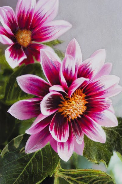 Charlotte Eder: Dahlia Face In Pink by Charlotte Eder