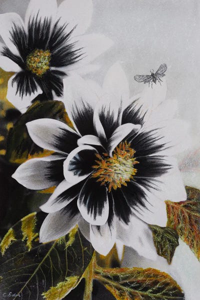 Dahlia Face by Charlotte Eder canvas print