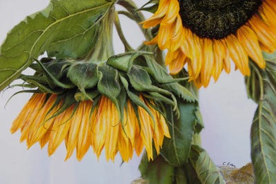 Sunflowers Sorry by Charlotte Eder multi panel art