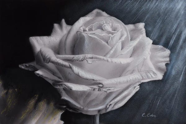 Charlotte Eder: A Rose by Charlotte Eder