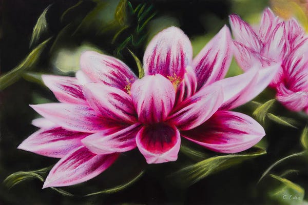 Charlotte Eder: Dahlia Monet by Charlotte Eder