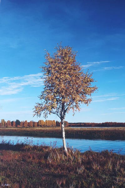 Charlotte Eder: Björke In Gold by Charlotte Eder