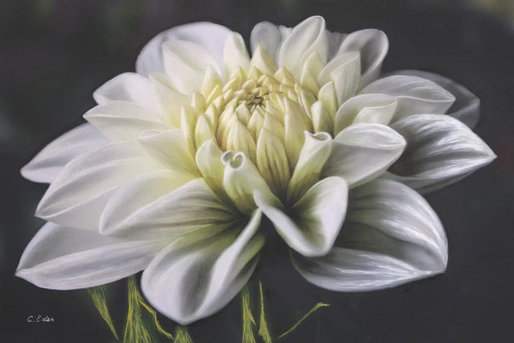 Dahlia White