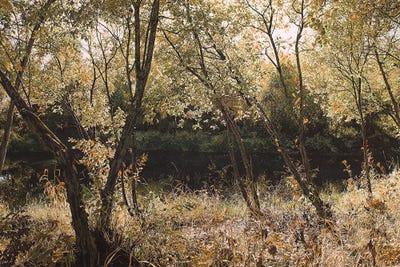 Power Leaves by Charlotte Eder canvas print