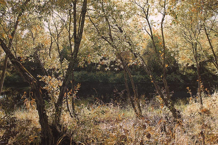 Power Leaves by Charlotte Eder wall art