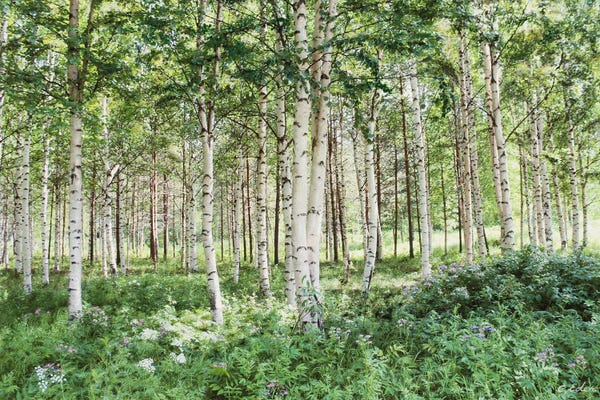 Charlotte Eder: Björkar In A Row White by Charlotte Eder