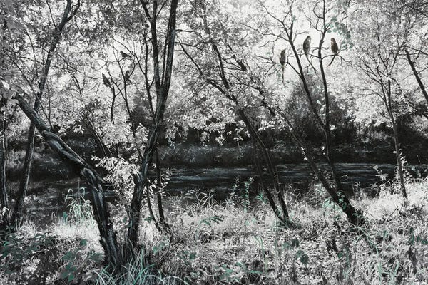 Charlotte Eder: Faith In Birds by Charlotte Eder