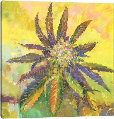 Willie Weed Canvas Art Print - Catherine M. Elliott