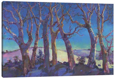 Winter Trees Canvas Art Print - Catherine M. Elliott