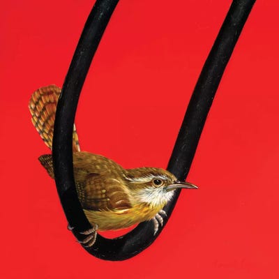 Carolina Swinger by Camille Engel framed wall art