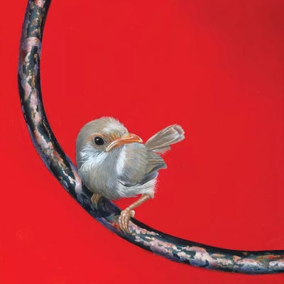 Faery Wren by Camille Engel metal wall art