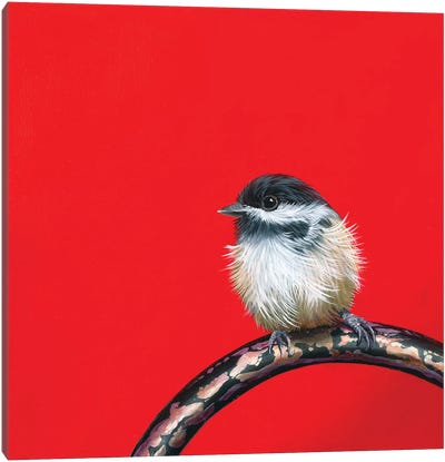Little Chickadee II Canvas Art Print - Camille Engel