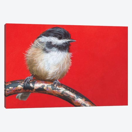 My Little Chickadee Canvas Print #CEN42} by Camille Engel Canvas Art Print