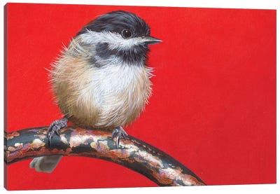My Little Chickadee Canvas Art Print - Camille Engel