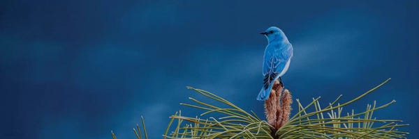 Camille Engel: On Top Of The World by Camille Engel