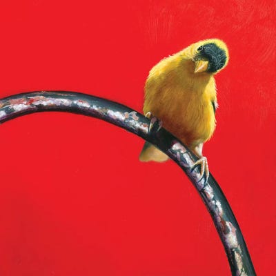 Are You Looking At Me? by Camille Engel framed wall art